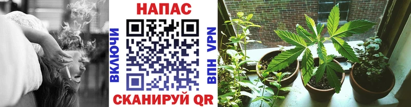 Купить  Малая Вишера  Бошки Шишки гибрид 